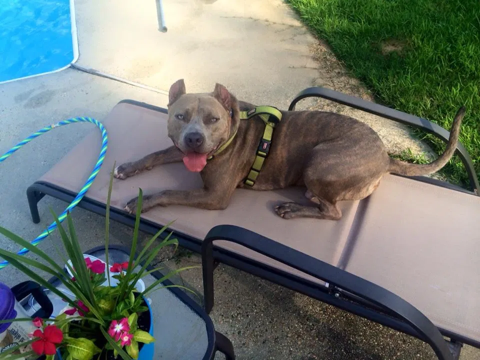 Lost dog in Rossville, GA, 30741