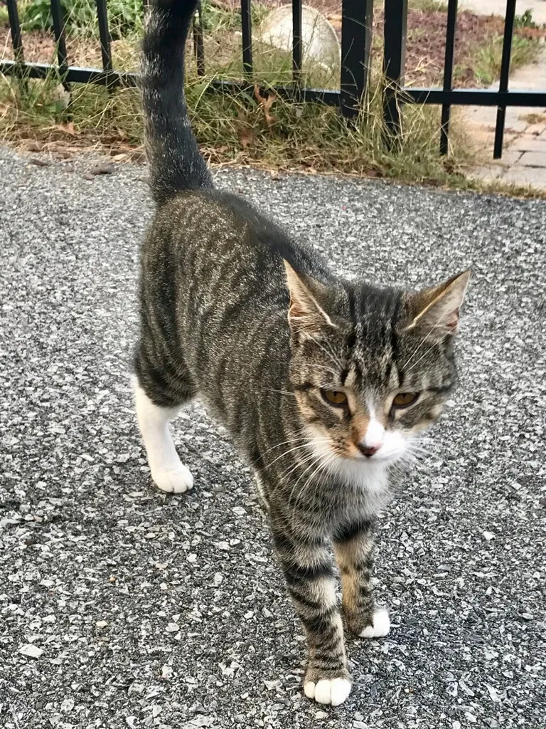 Found cat in Walnutport, PA, 18088
