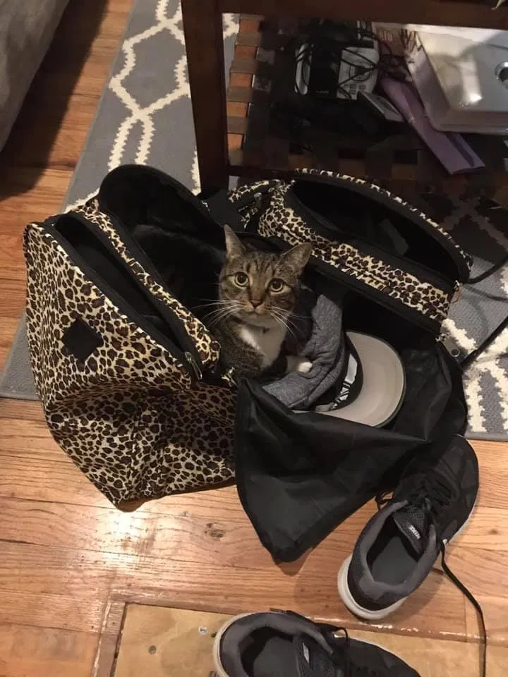 Lost cat in Wharton, NJ, 7885