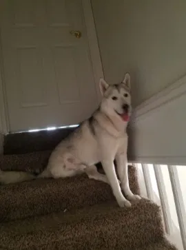 Lost dog in Blackfoot, ID, 83221