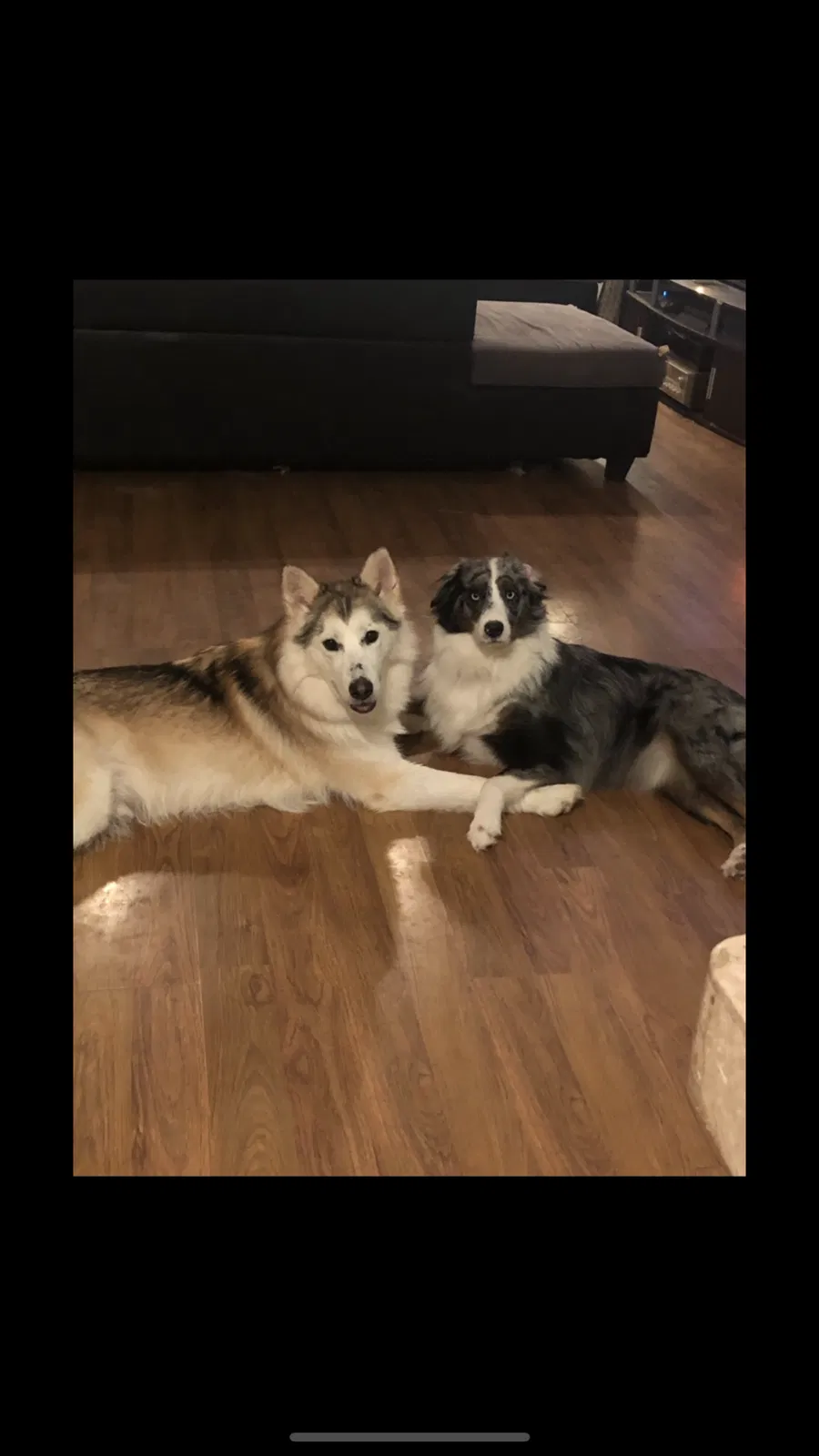 Lost dog in Alpharetta, GA, 30009