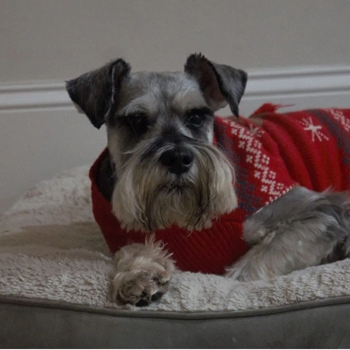 Lost dog in Alpharetta, GA, 30004