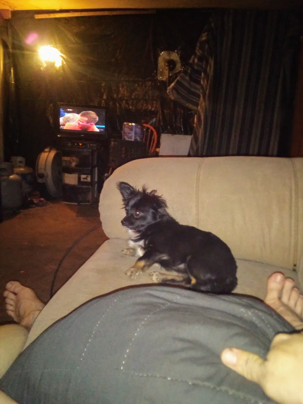 Lost dog in Talladega, AL, 35160