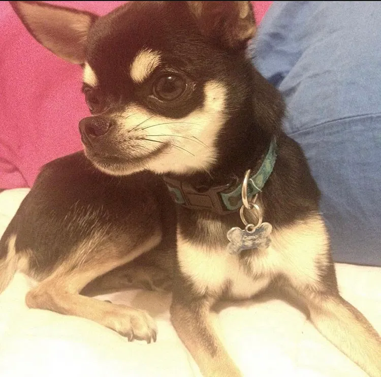 Lost dog in Gaithersburg, MD, 20879