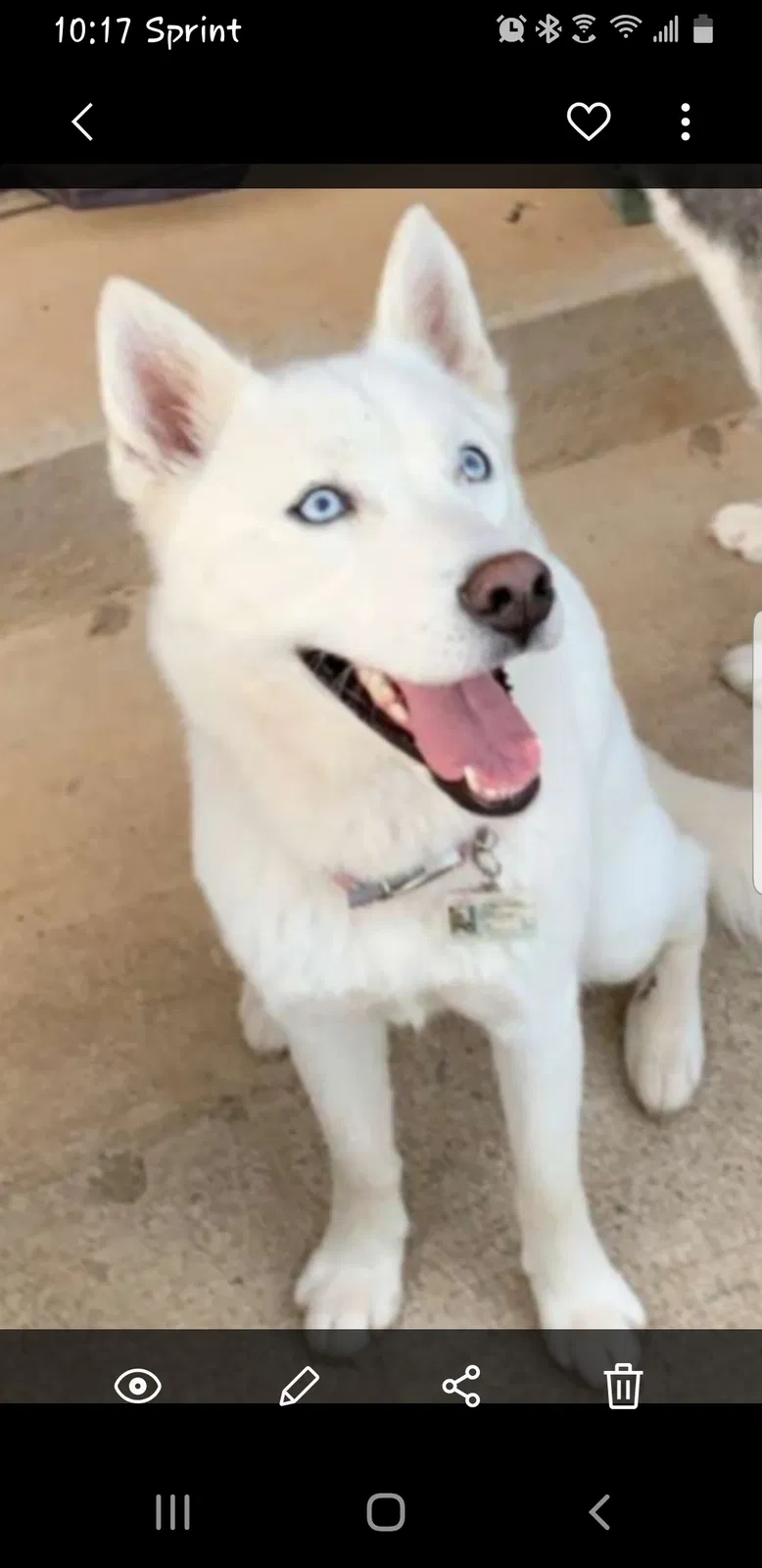 Lost dog in Woodstock, GA, 30189