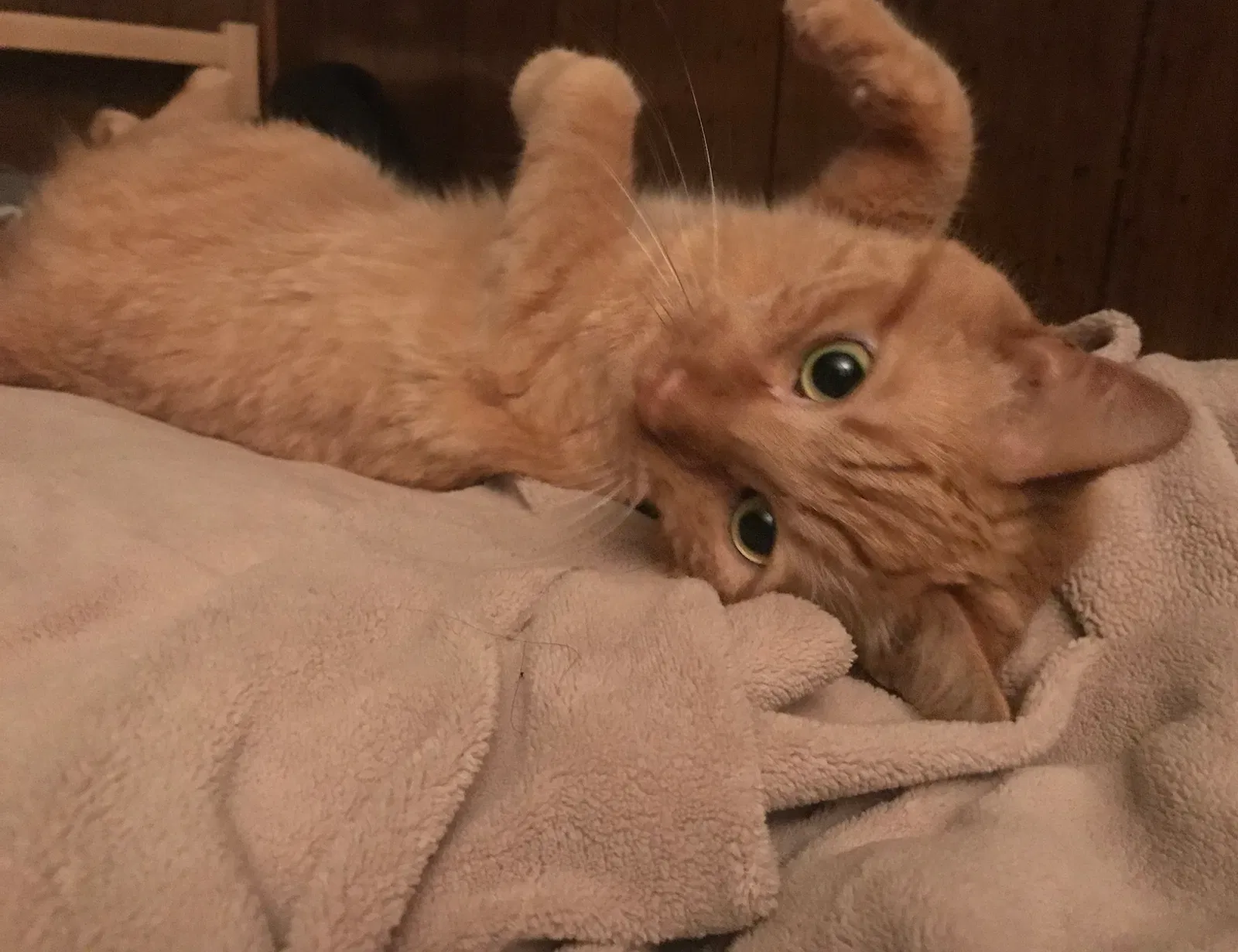 Lost cat in Saint Paul, MN, 55106