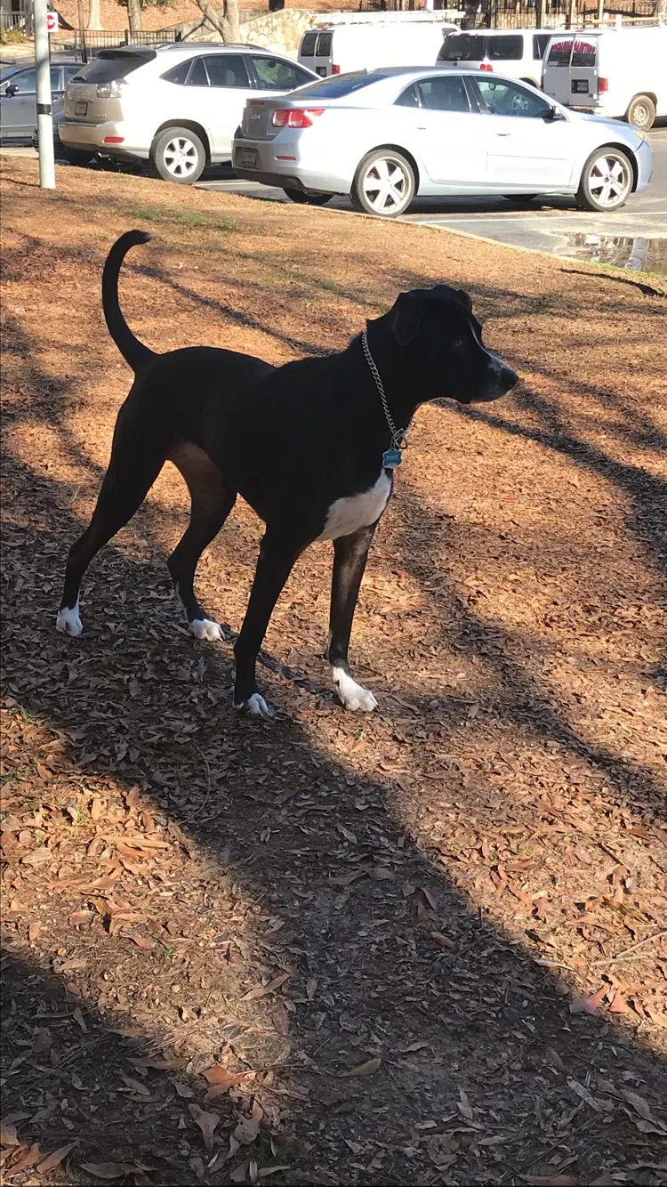 Lost dog in Powder Springs, GA, 30127