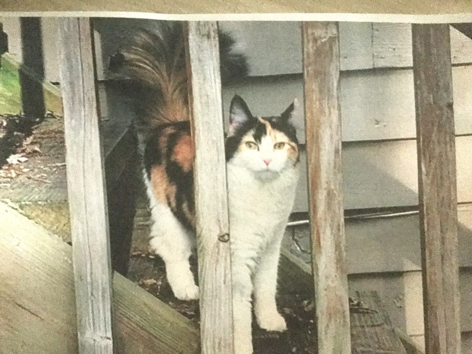 Lost cat in Woodstock, GA, 30188