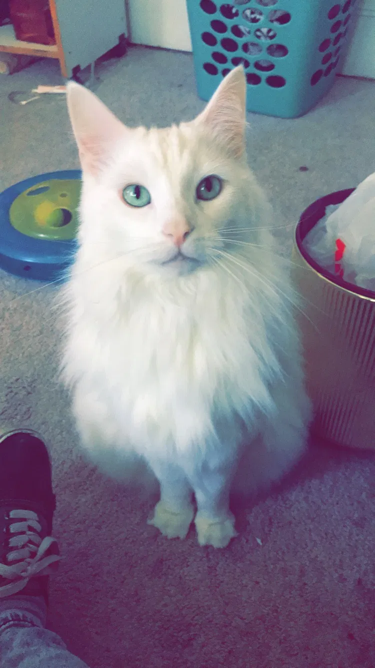 Lost cat in Morton, IL, 61550