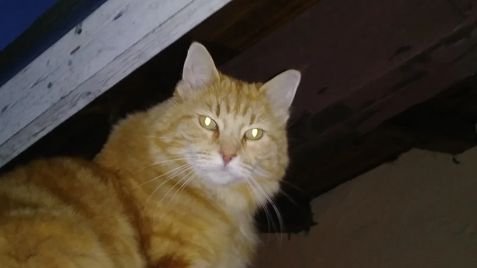 Lost cat in Manteca, CA, 95336