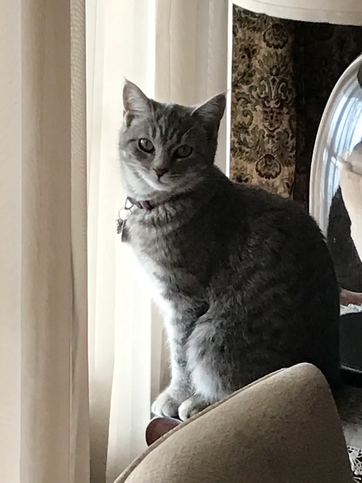 Lost cat in Tinley Park, IL, 60477