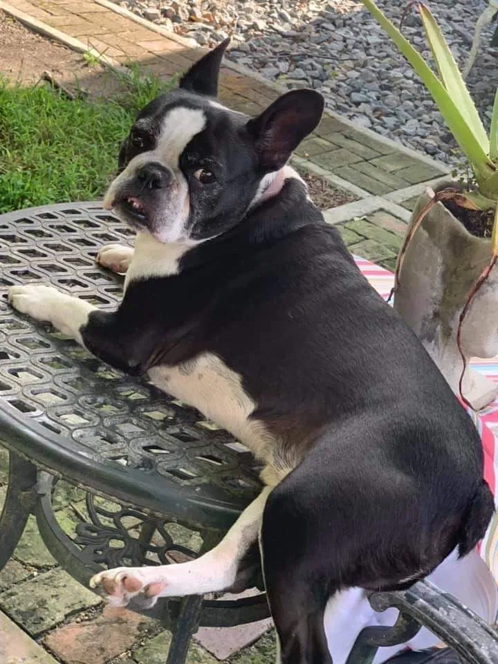 Lost dog in New Orleans, LA, 70117