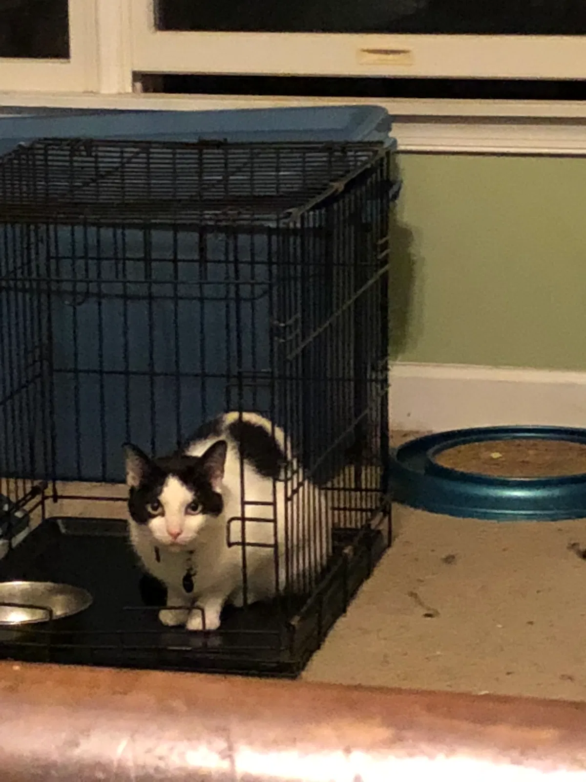 Lost cat in Silver Spring, MD, 20905