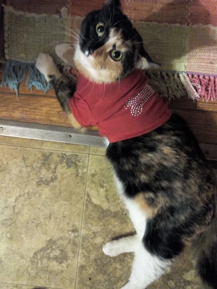 Lost cat in Beaver Dam, WI, 53916