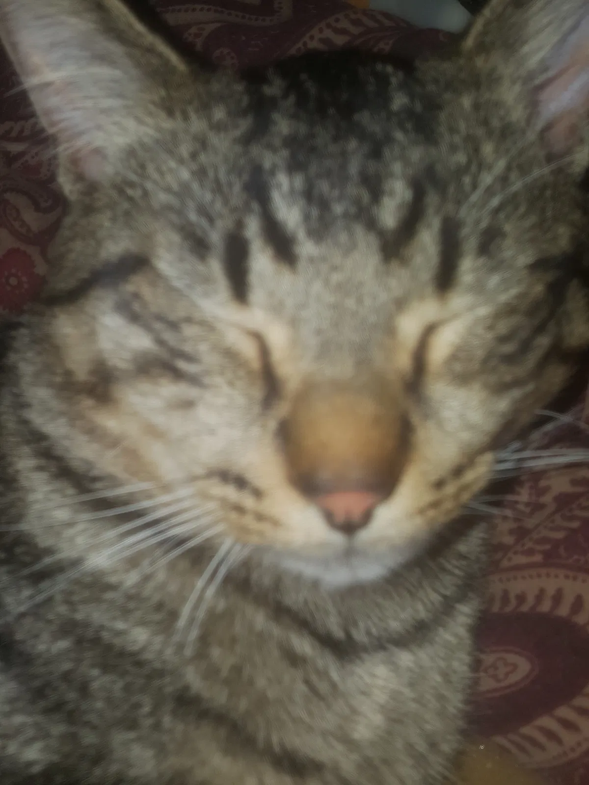 Lost cat in Gary, IN, 46404