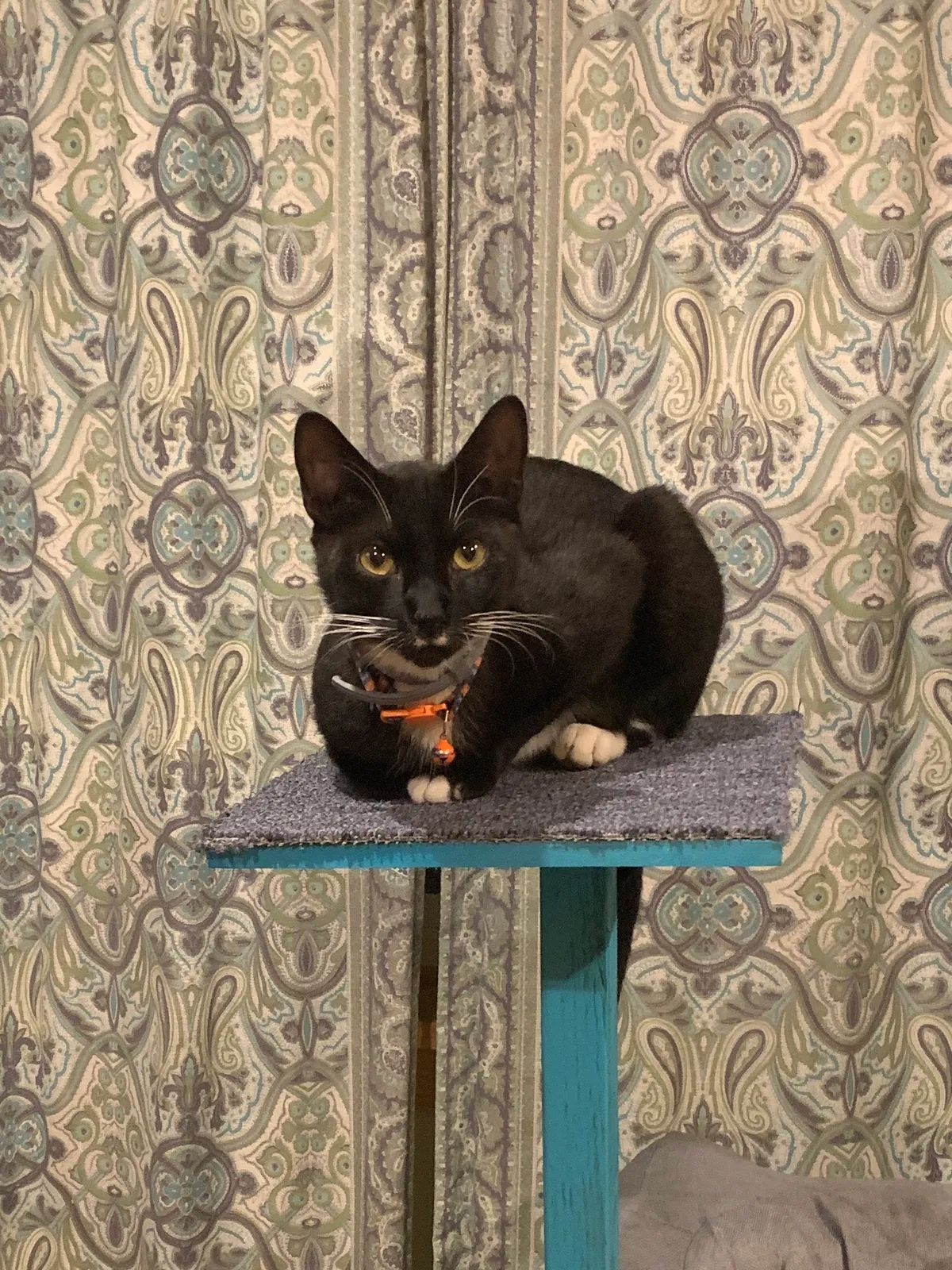 Lost cat in Mays Landing, NJ, 8330