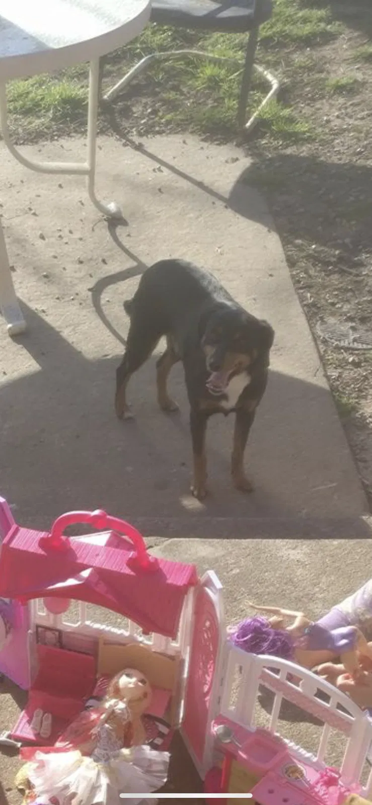 Lost dog in Tulsa, OK, 74112