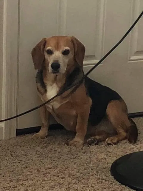Lost dog in Toledo, OH, 43613