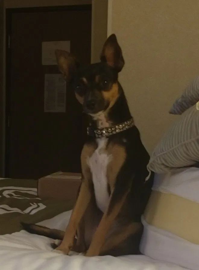 Lost dog in Perry, OK, 73077