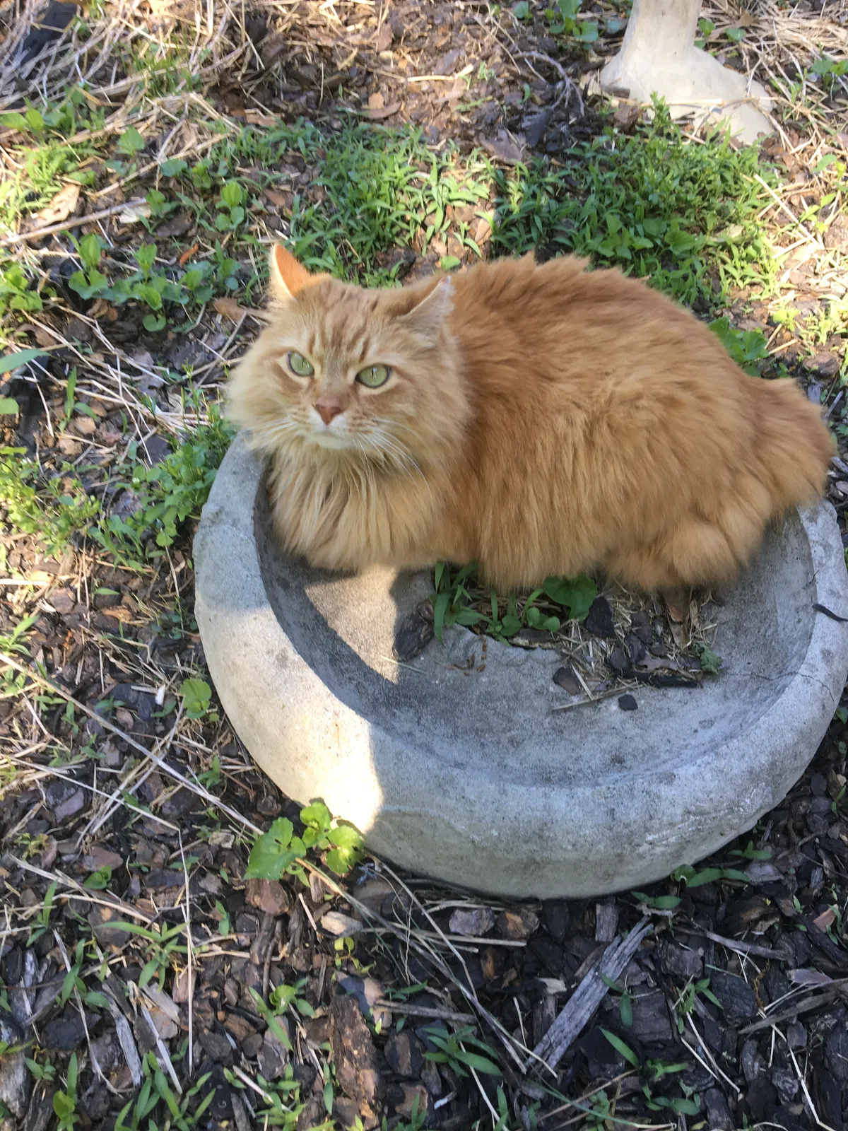 Lost cat in Ringgold, GA, 30736
