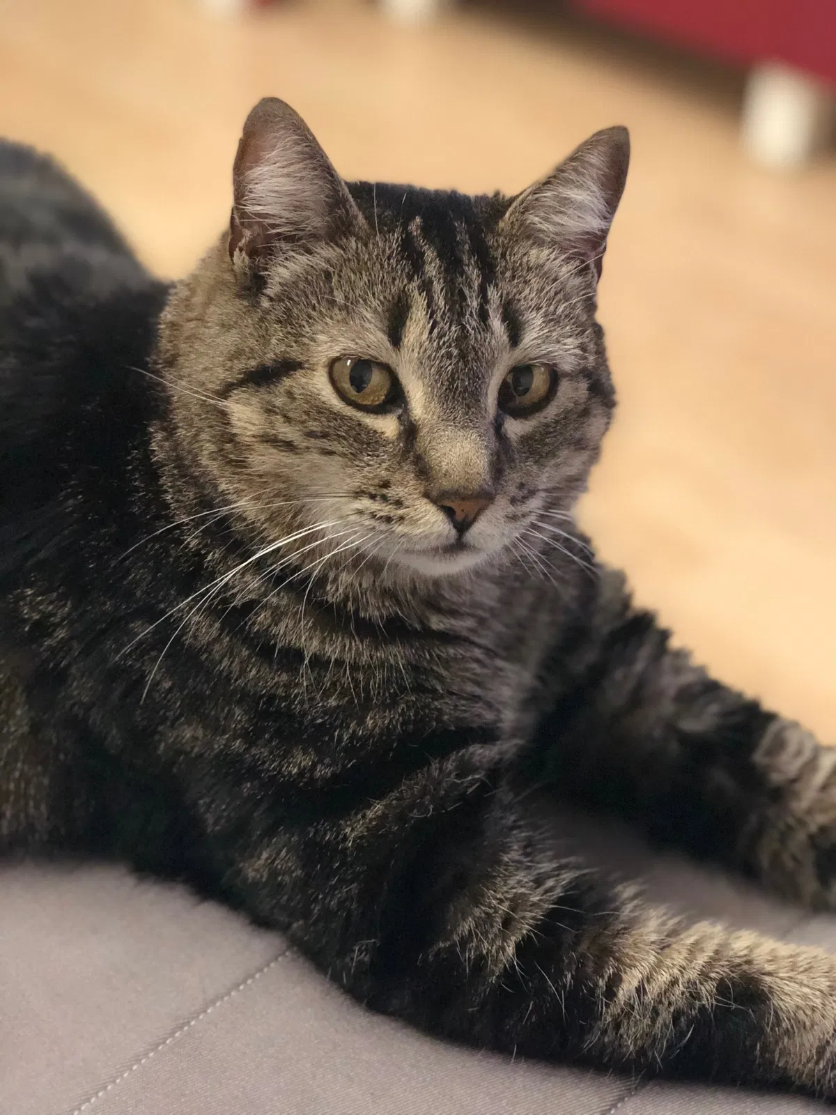 Lost cat in Tempe, AZ, 85281