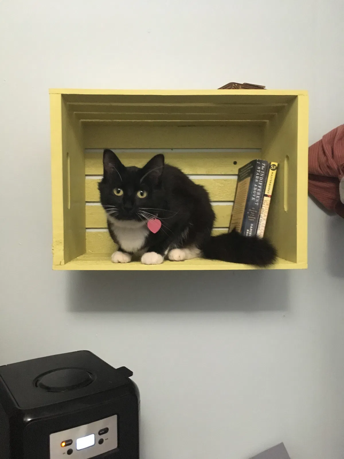 Lost cat in Huntington, NY, 11743