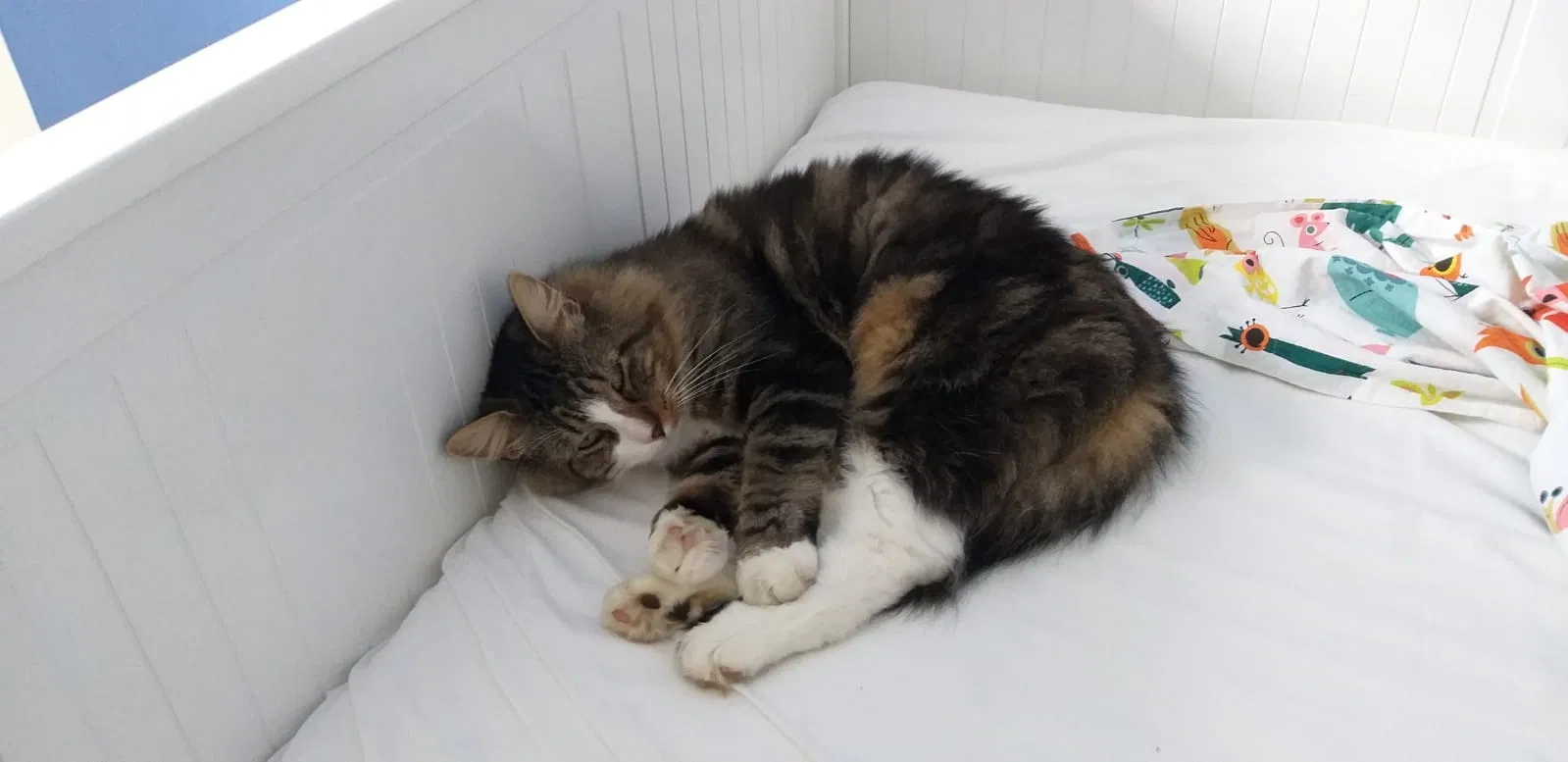 Lost cat in Ithaca, NY, 14850