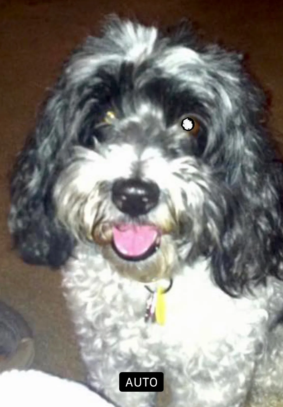 Lost dog in New Orleans, LA, 70117