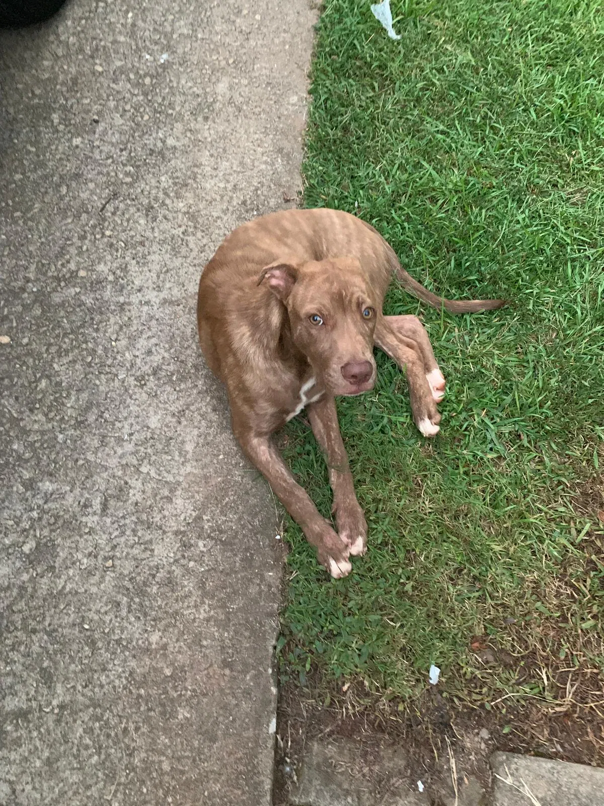 Lost dog in Lawrenceville, GA, 30045