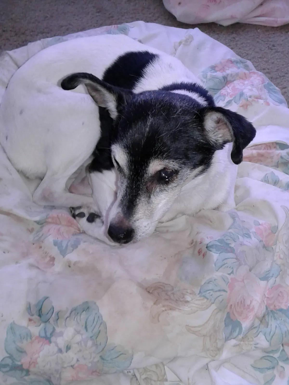 Lost dog in Osseo, MN, 55369