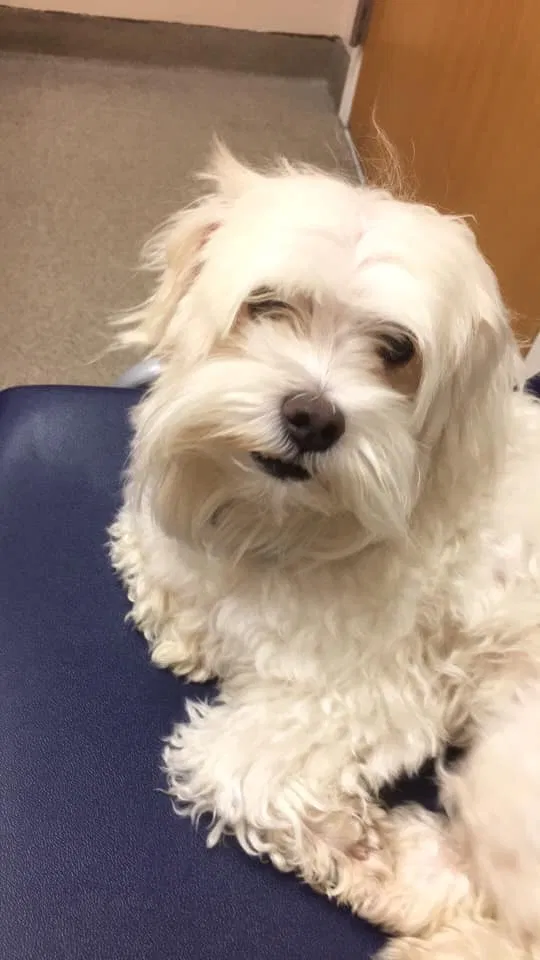 Lost dog in Howey In The Hills, FL, 34737