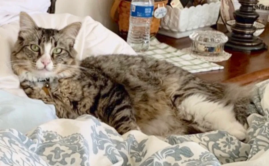 Lost cat in La Jolla, CA, 92037