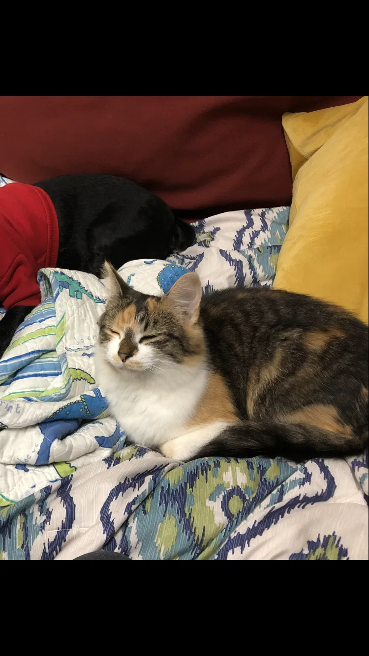 Lost cat in Columbus, OH, 43221