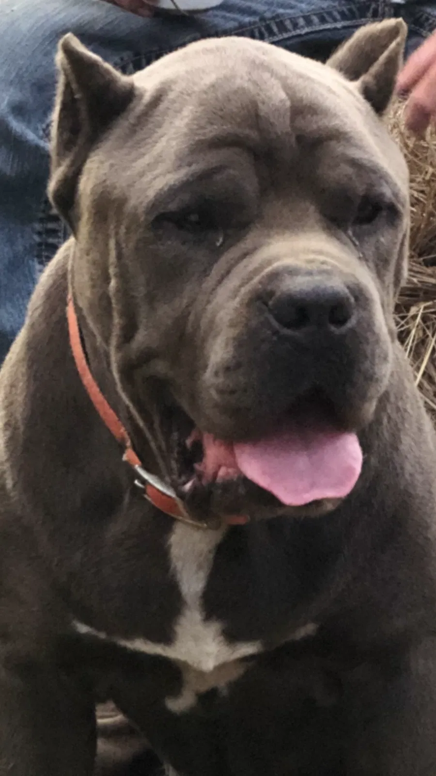 Lost dog in Mc Call Creek, MS, 39647