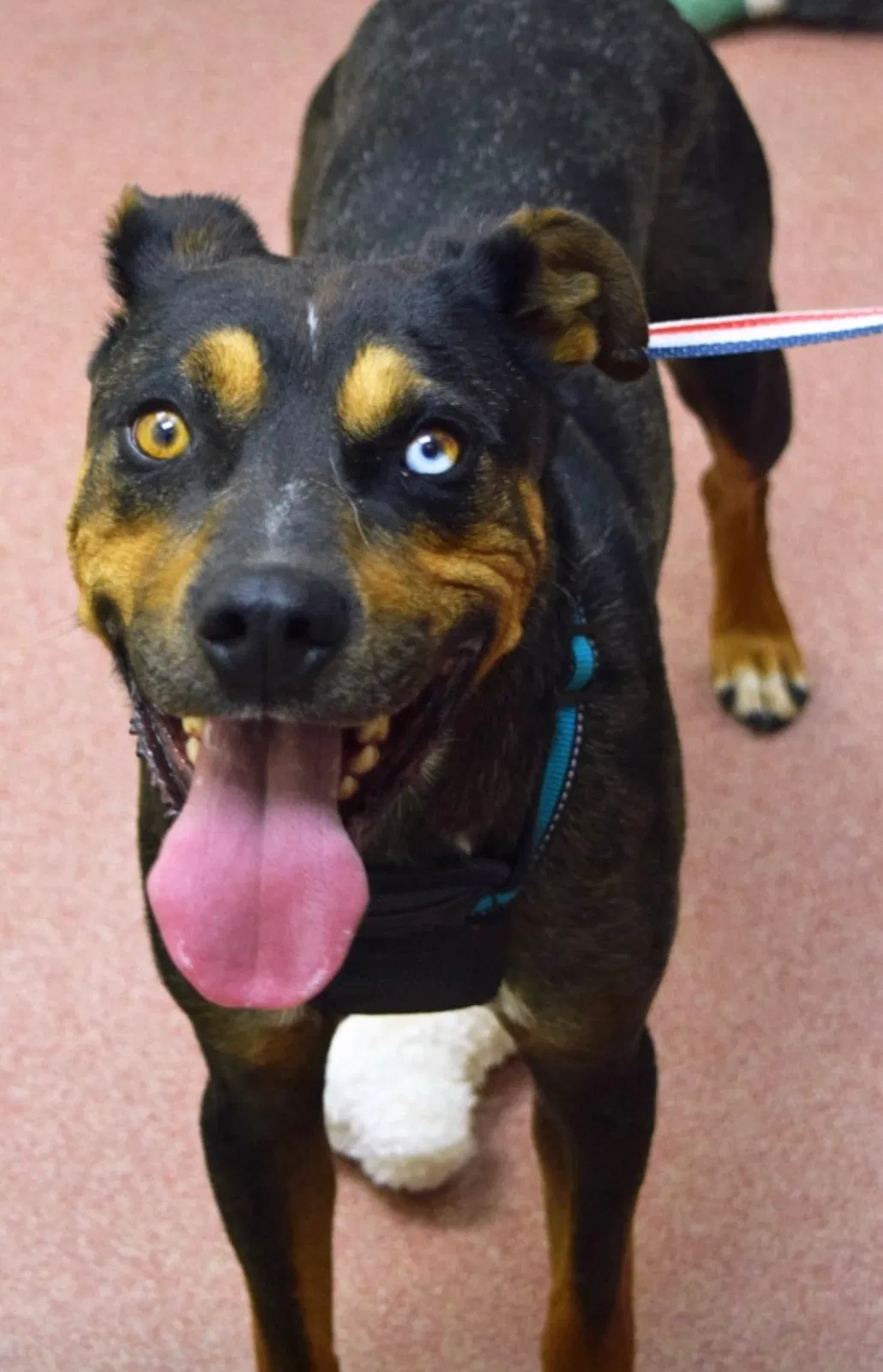 Lost dog in Roy, UT, 84067