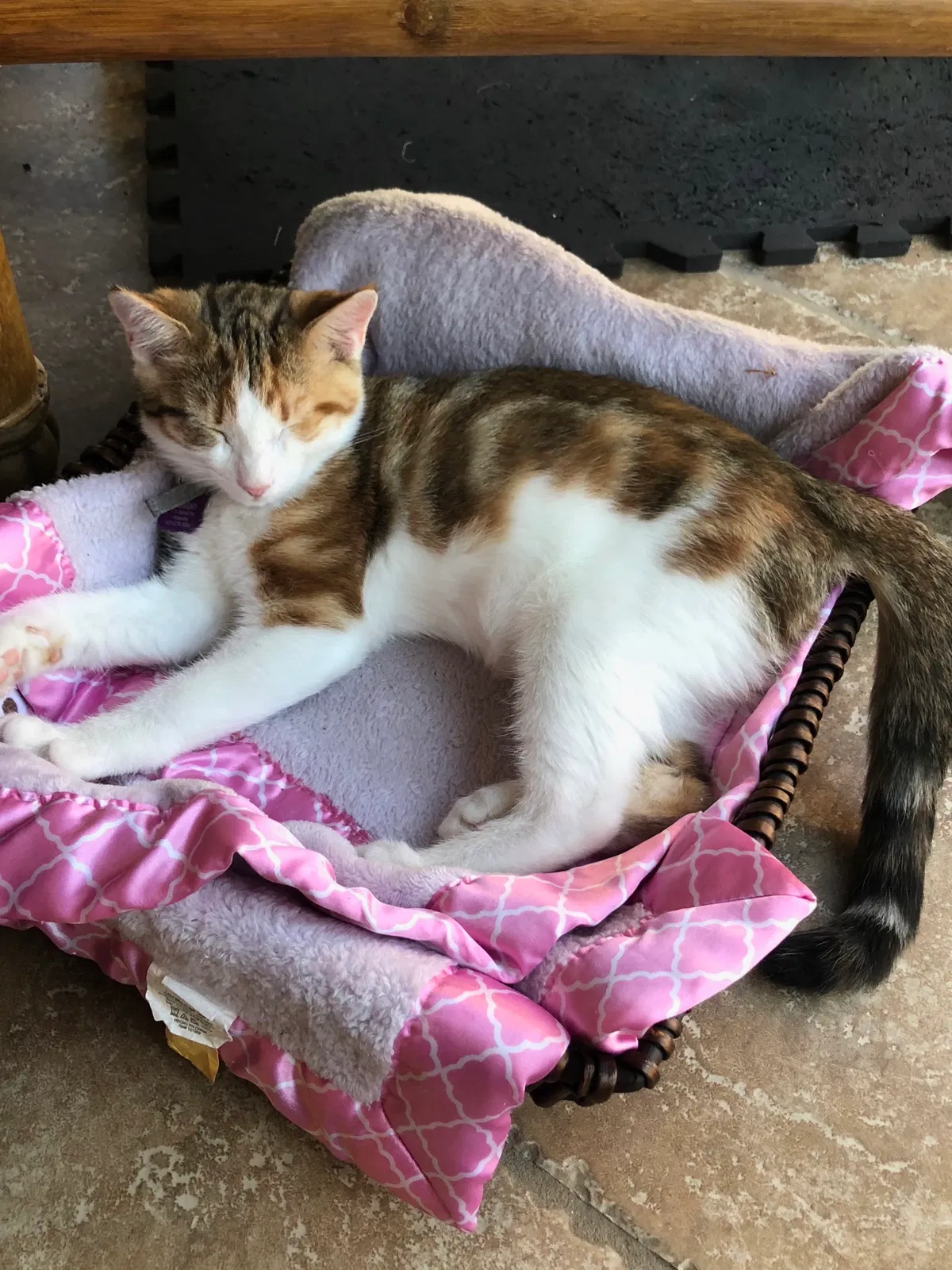 Lost cat in Holtsville, NY, 11742