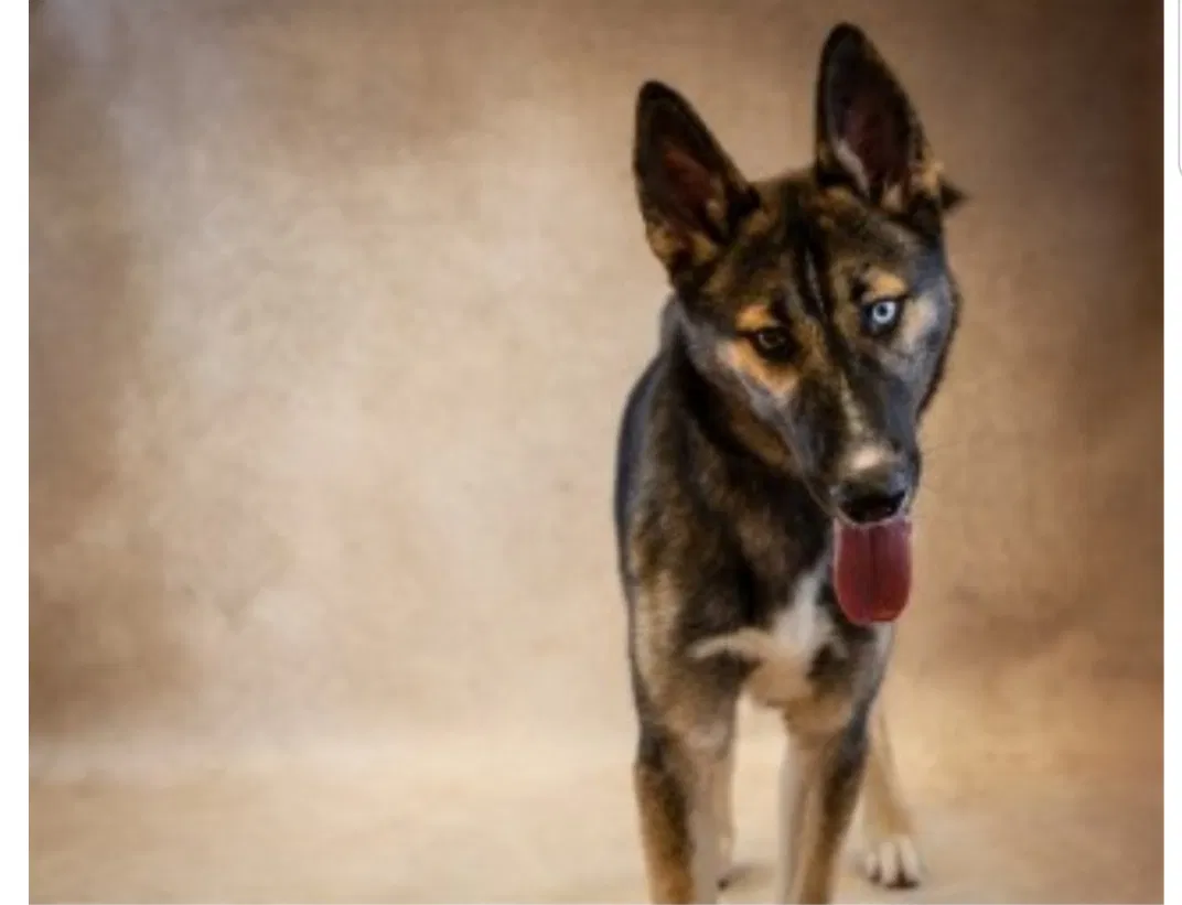 Lost dog in Monroe, GA, 30656