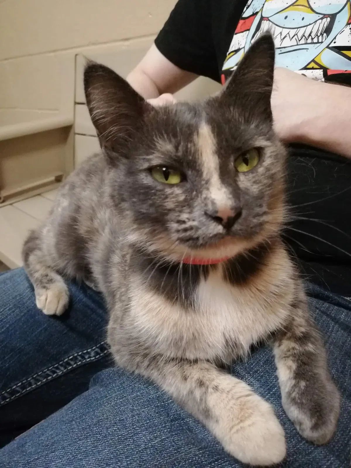 Lost cat in Neenah, WI, 54956