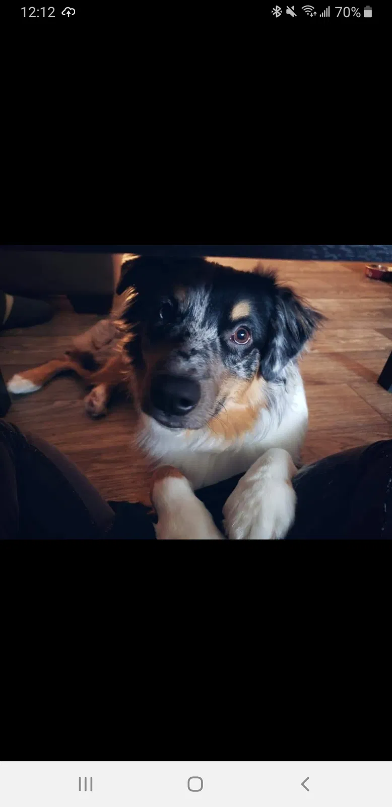 Lost dog in Knoxville, TN, 37918