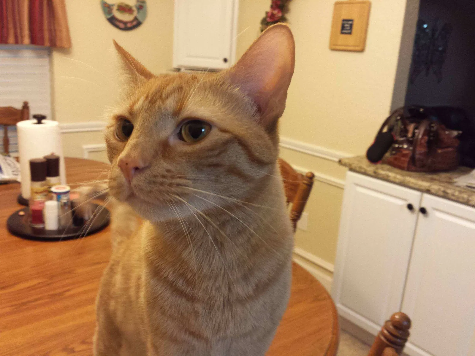 Lost cat in Mansfield, TX, 76063