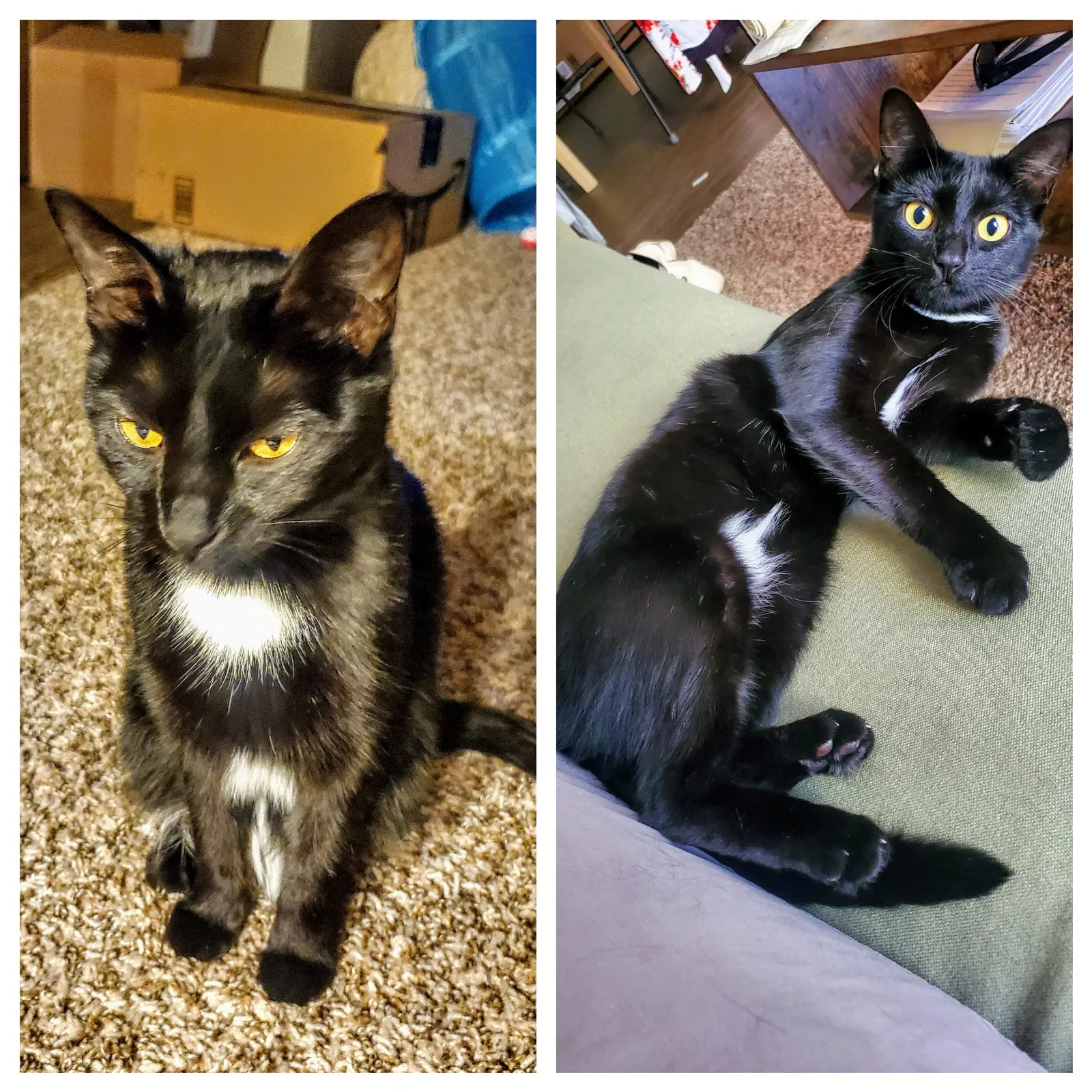 Lost cat in Burnsville, MN, 55337