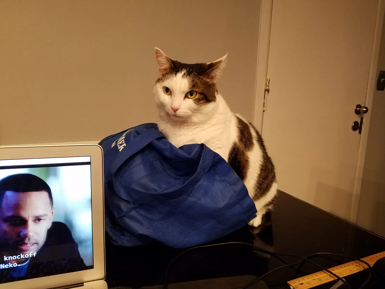 Lost cat in Columbus, OH, 43085