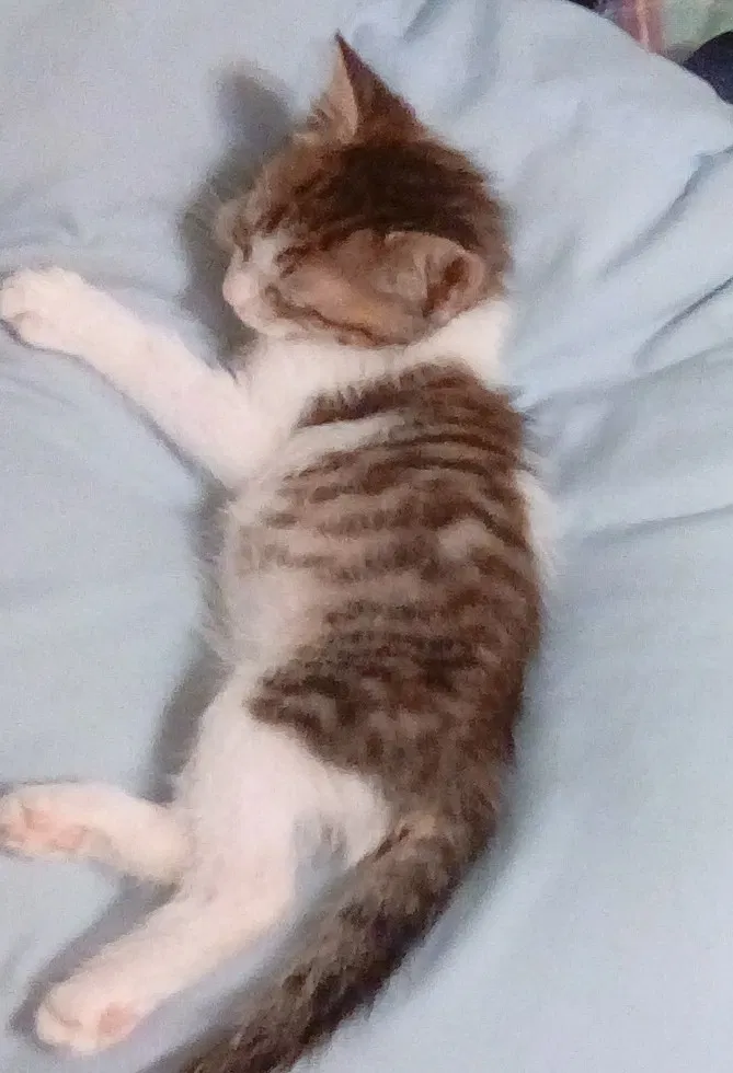 Lost cat in Bacliff, TX, 77518