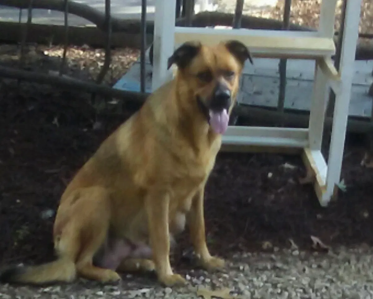 Lost dog in New Lexington, OH, 43764