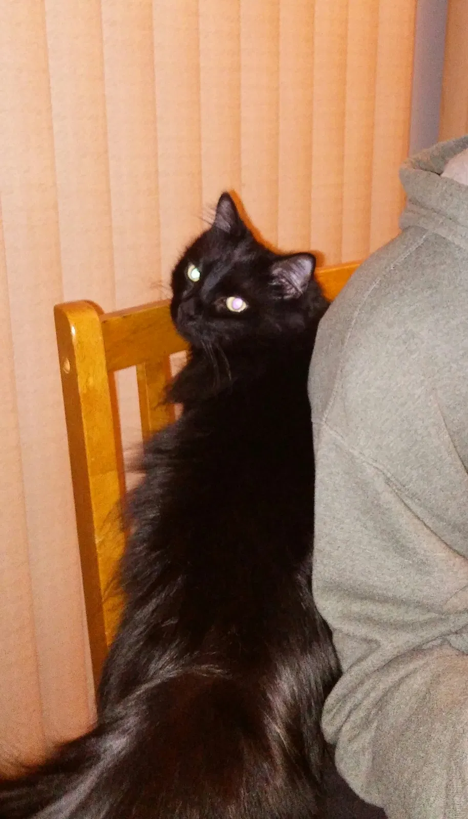 Lost cat in Willingboro, NJ, 8046