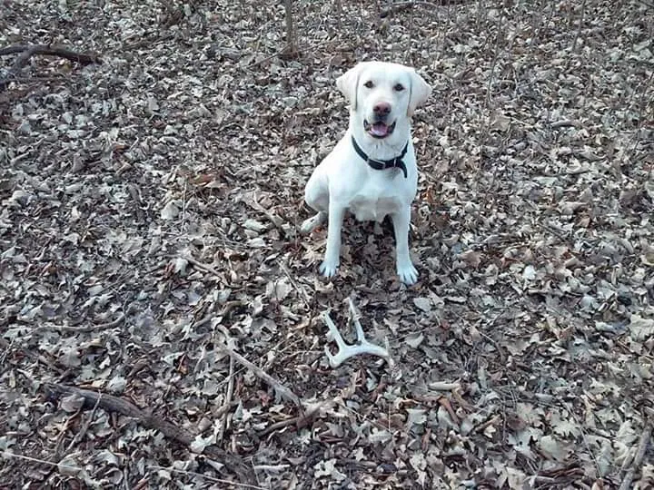 Lost dog in Lynd, MN, 56157