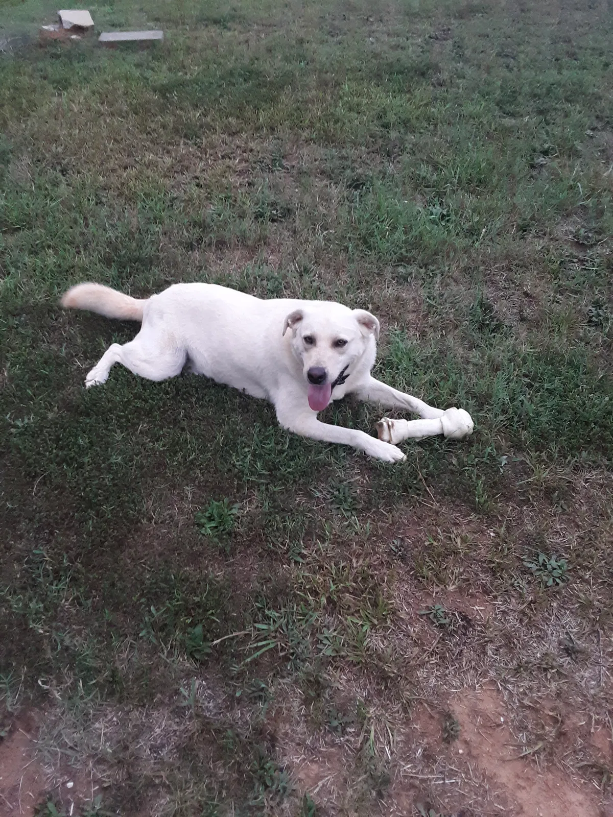 Lost dog in Anderson, SC, 29624