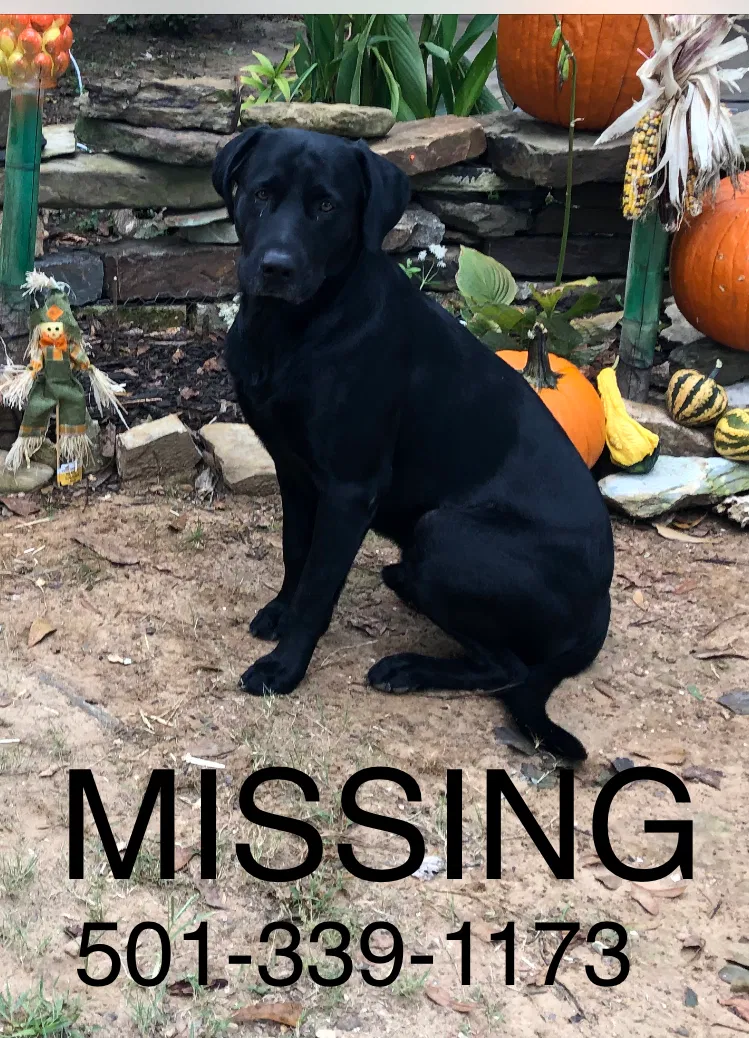 Lost dog in Conway, AR, 72034