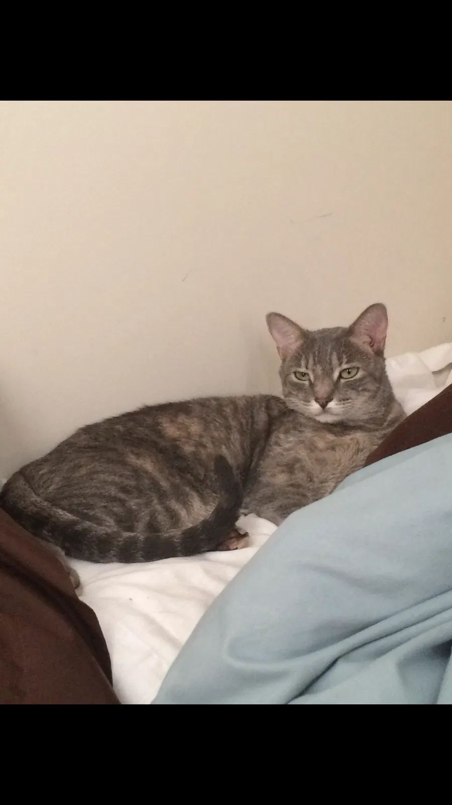 Lost cat in Kennesaw, GA, 30144