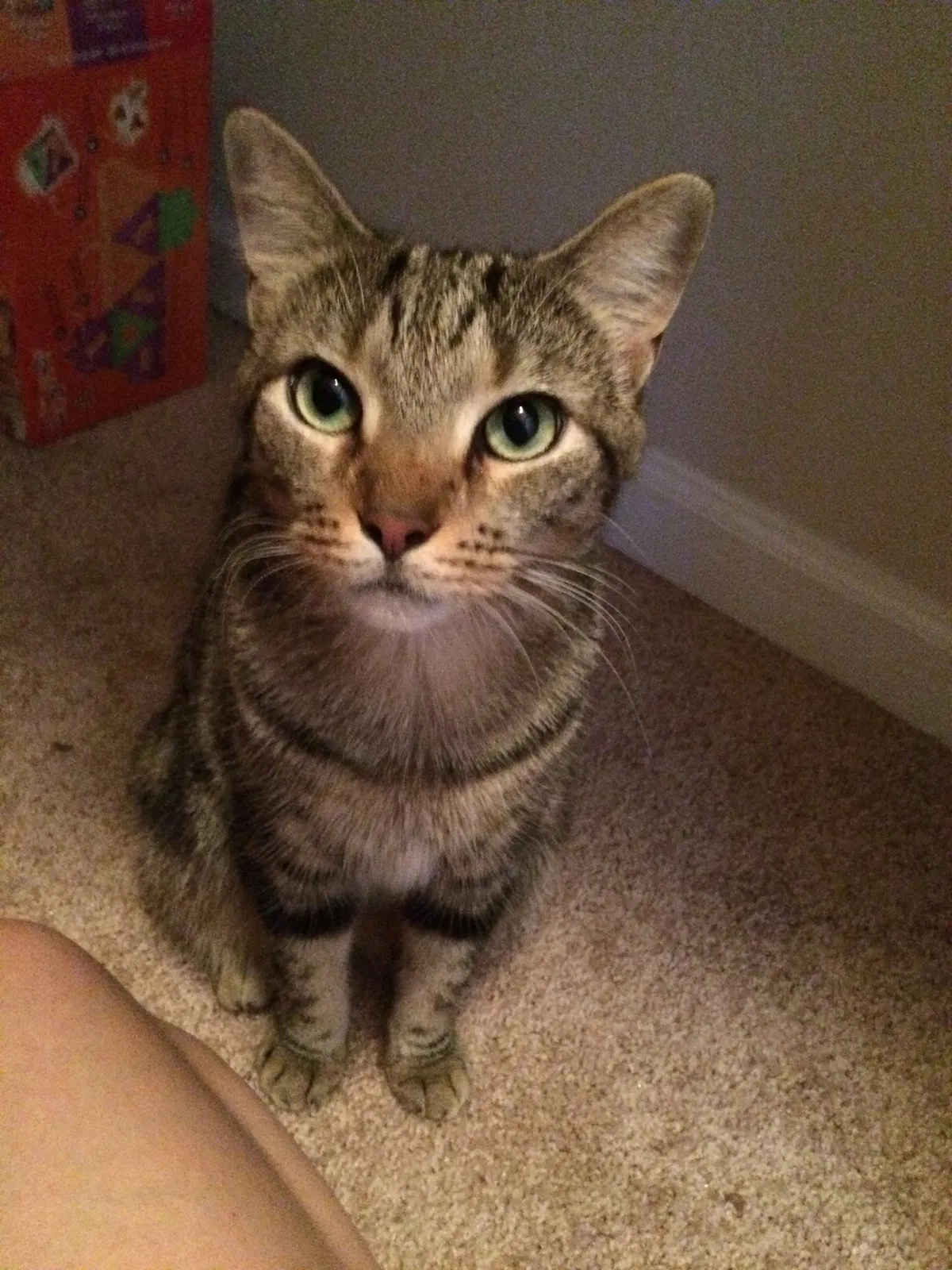 Lost cat in Kennesaw, GA, 30144